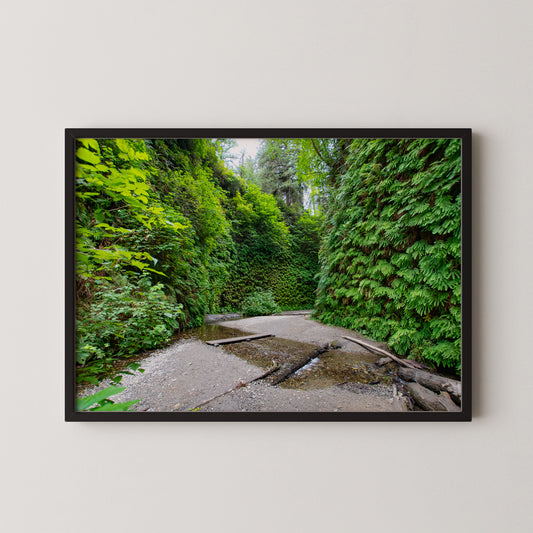 #103 Fern Canyon, Redwood NP