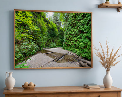 #103 Fern Canyon, Redwood NP