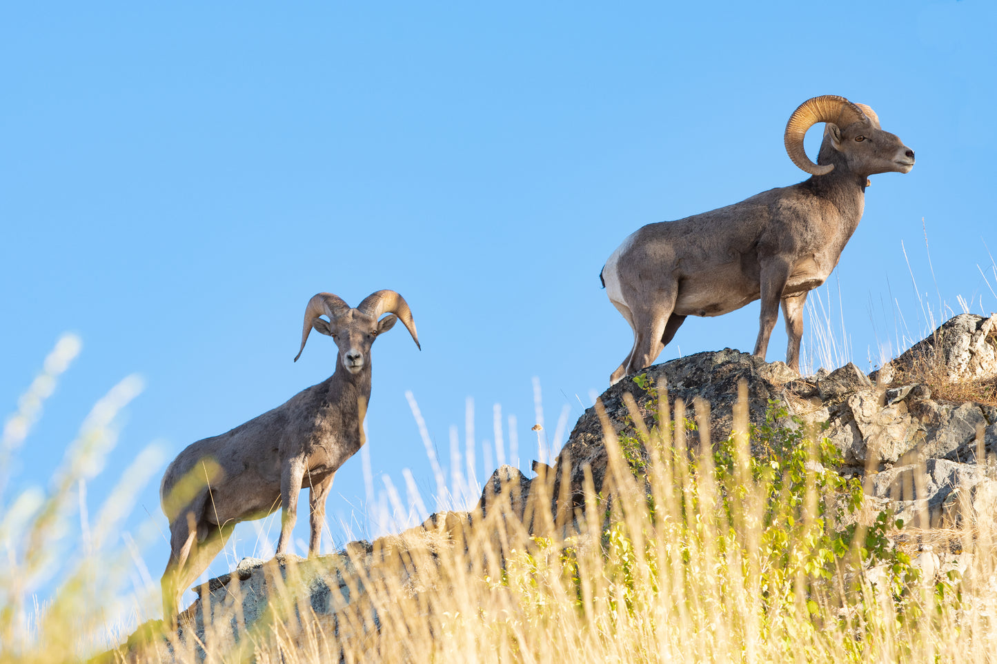 #106 Big Horn Sheep