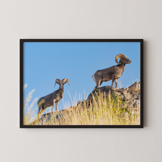 #106 Big Horn Sheep