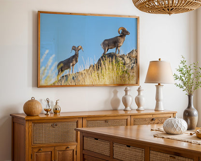 #106 Big Horn Sheep