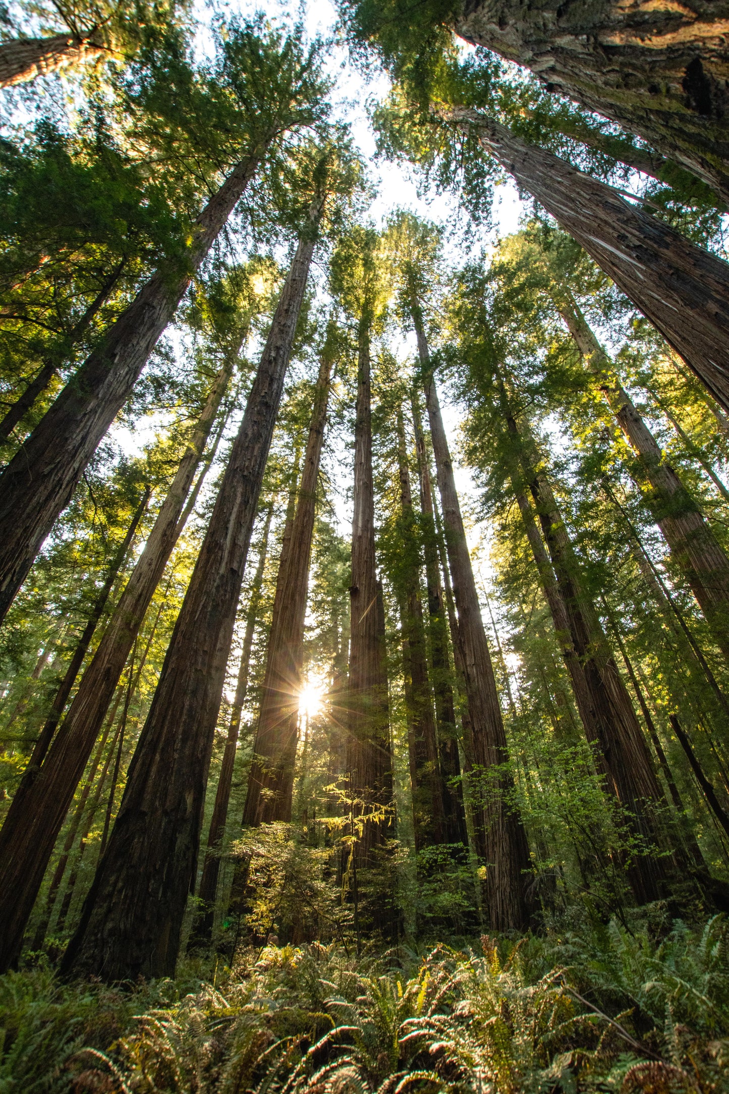 #112 Gentle Giants, Redwood NP