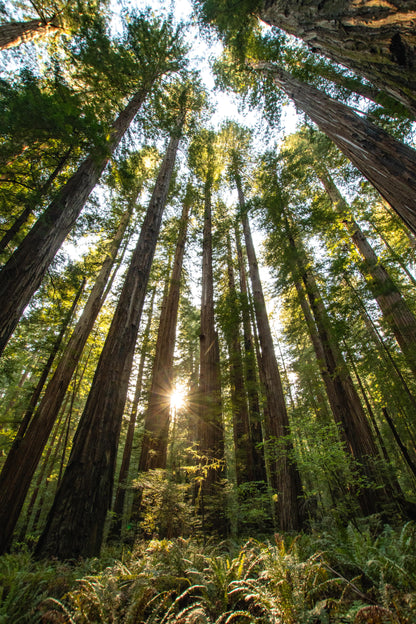 #112 Gentle Giants, Redwood NP