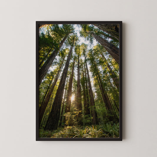 #112 Gentle Giants, Redwood NP