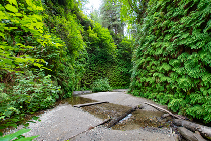 #103 Fern Canyon, Redwood NP